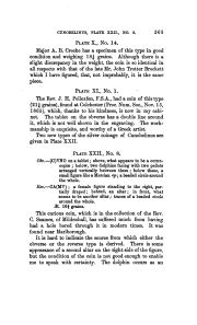 Evans 1890 (Supplement), plate XXII, fig. 8, pp. 565–566, p. 565