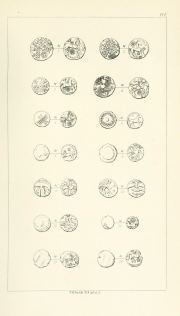 Evans 1864, plate E, fig. 10, pp. 94–97, Plate E