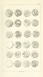 Evans 1864, plate XVII, fig. 1, pp. 408–409, Plate XVII