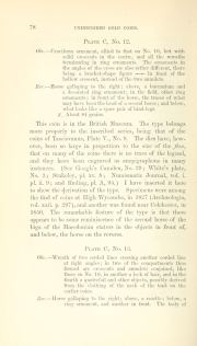 Evans 1864, plate C, fig. 12, p. 78, p. 78