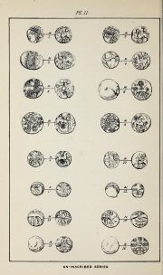 Willett 1879, plate II, fig. 14, pp. 104–105, Plate II